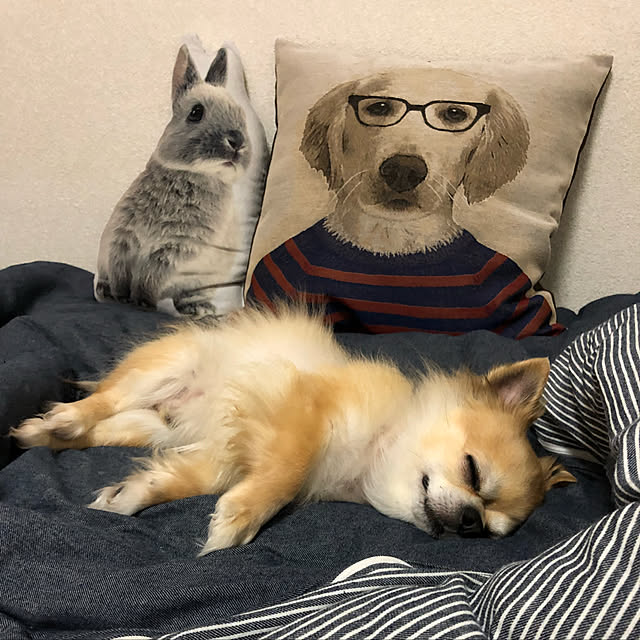 mayさんの実例写真
