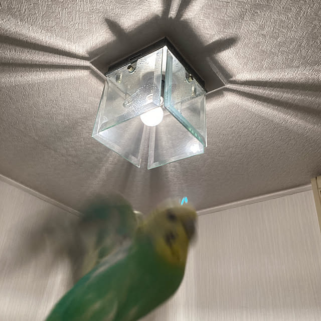 toratanさんの実例写真
