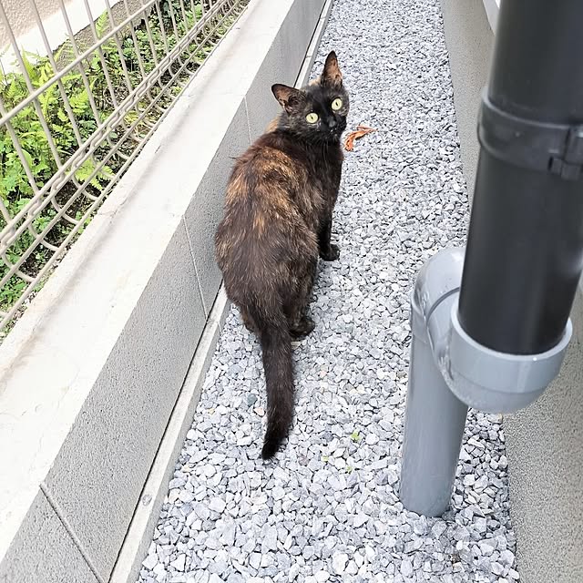 tamaさんの部屋