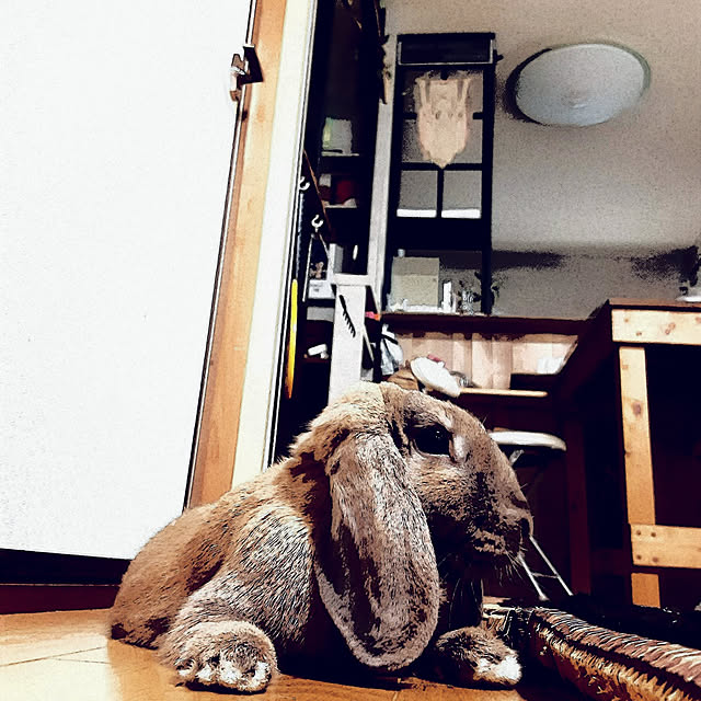 littlemomさんの実例写真
