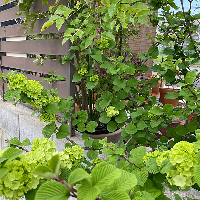 okachanさんの部屋