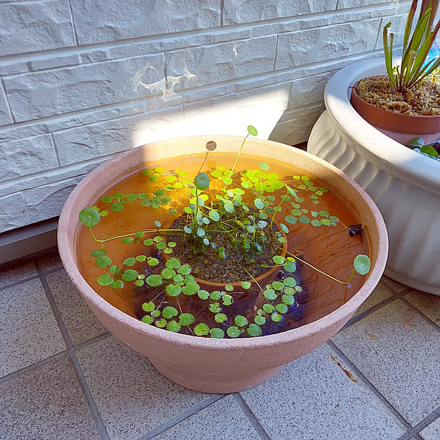 soyokoさんの実例写真