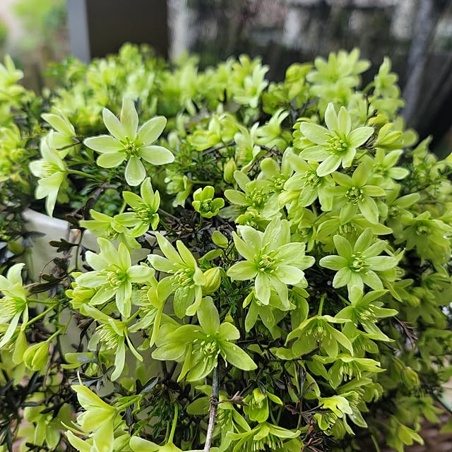 VIORAさんの実例写真