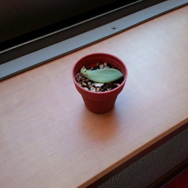 spi-cle-324さんの実例写真