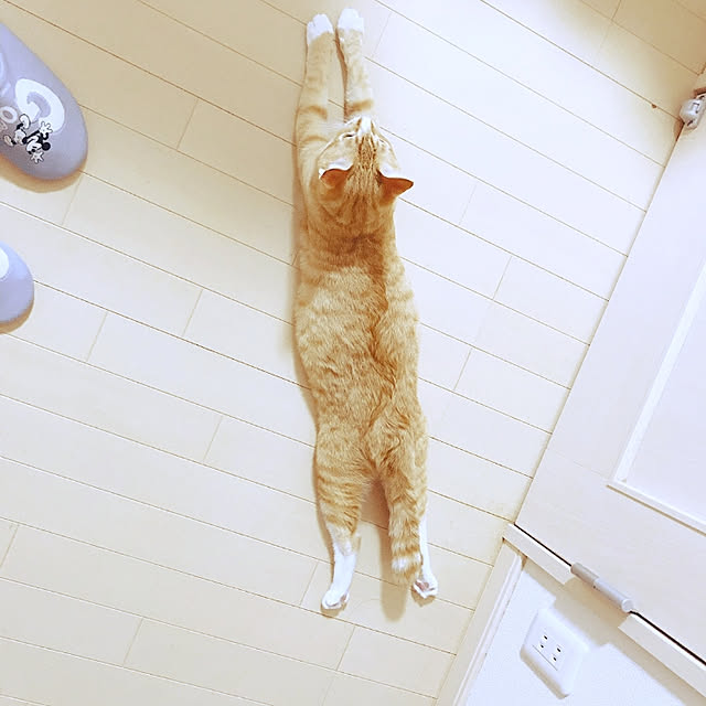 koromaroさんの実例写真
