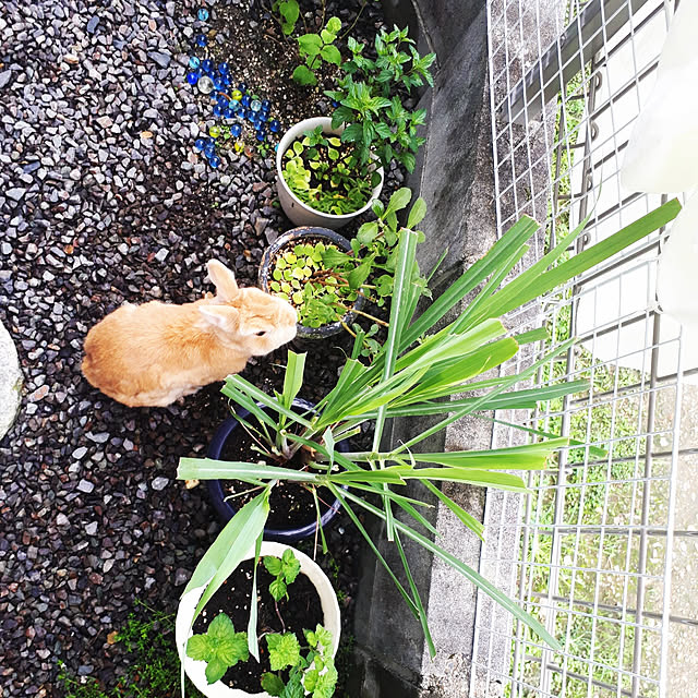 aiさんの実例写真