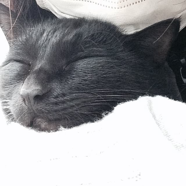 yufullfullさんの実例写真