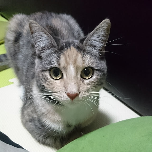 shinobuさんの実例写真