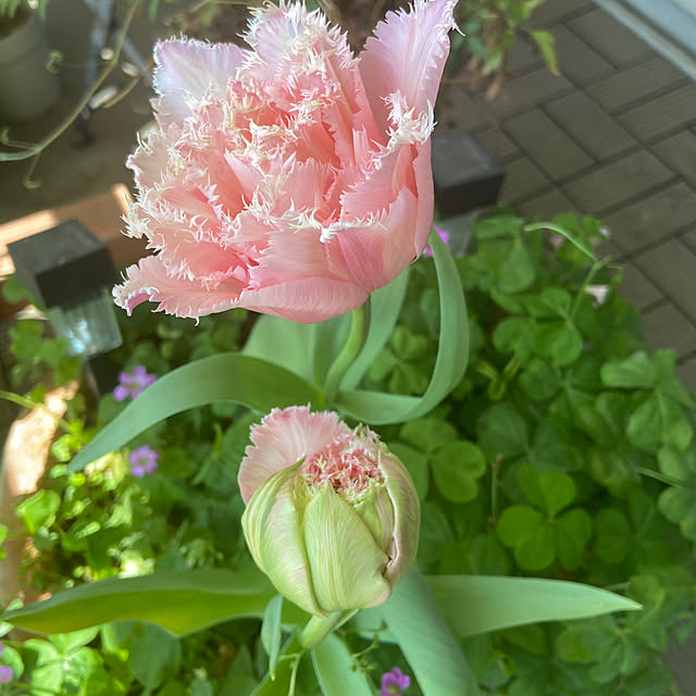 saraminさんの実例写真