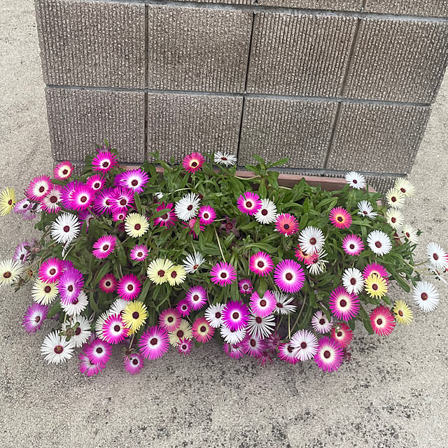 sunflowerさんの実例写真