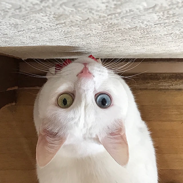 ike2910さんの実例写真