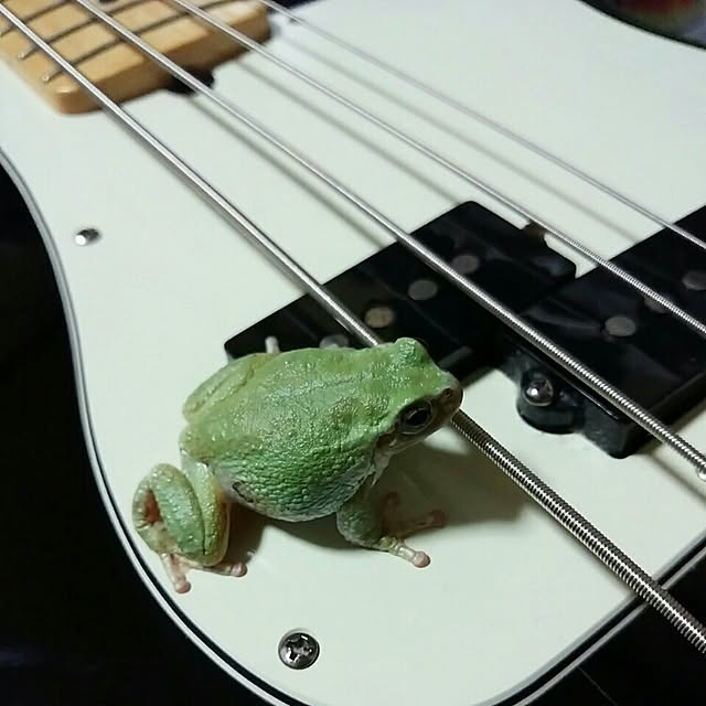 実例写真