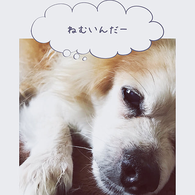 seroriさんの実例写真