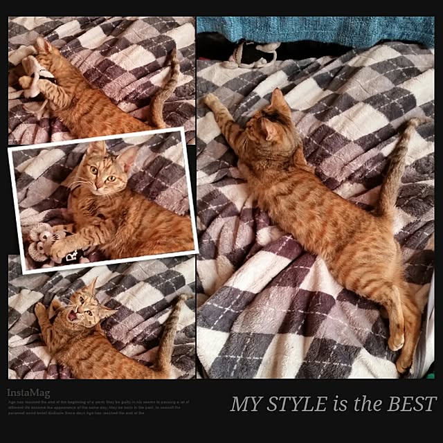 COAさんの実例写真
