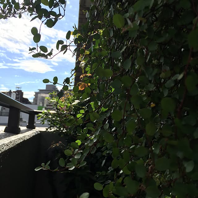 kimishigureさんの実例写真