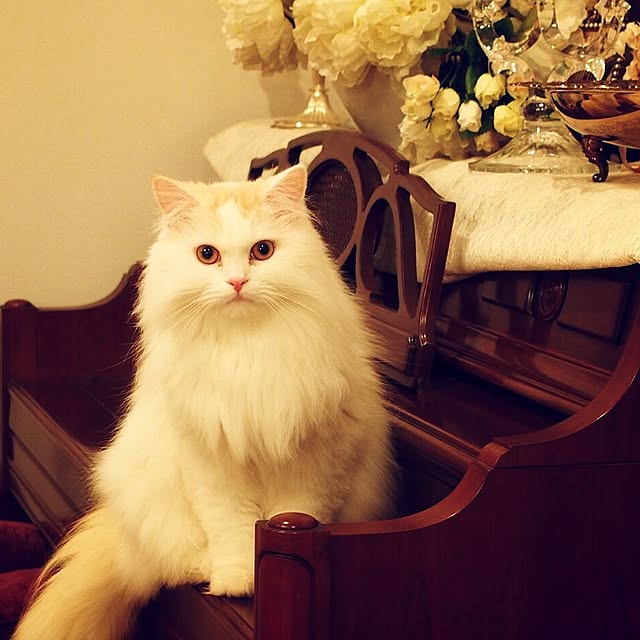 macaron_gallさんの実例写真