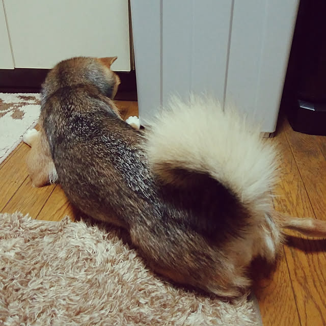 mameさんの実例写真