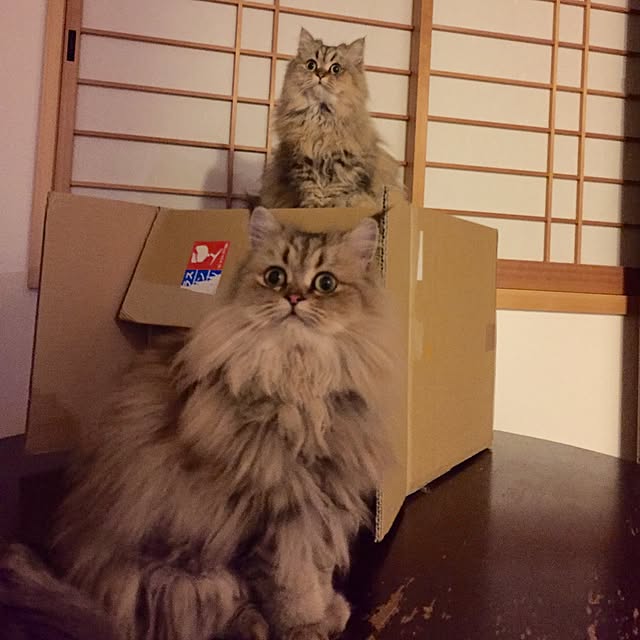 butachanさんの実例写真