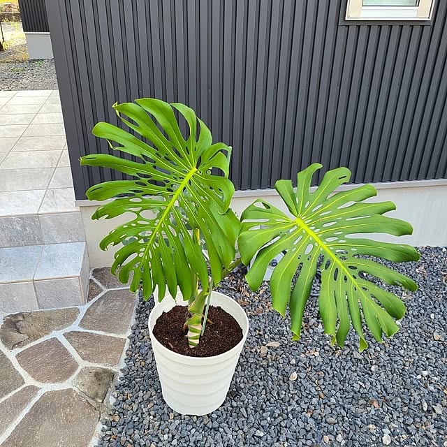 Rubiconさんの部屋