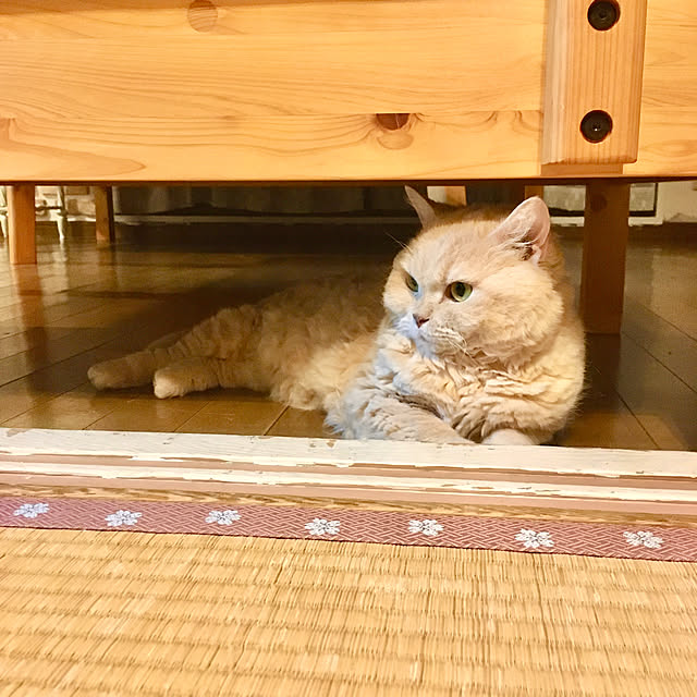 naokoさんの実例写真