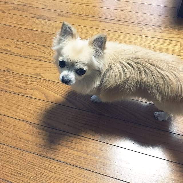 candyさんの実例写真