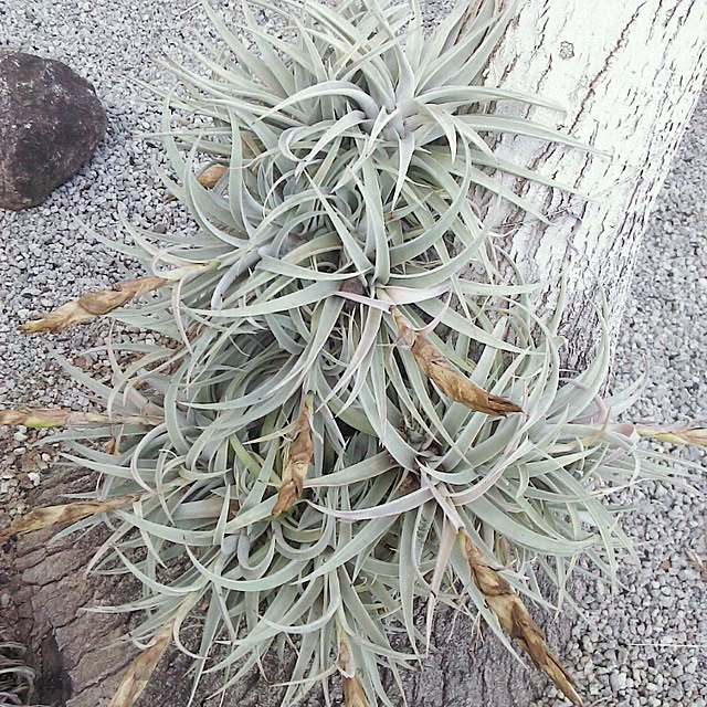 Plantexhibitionhallさんの実例写真