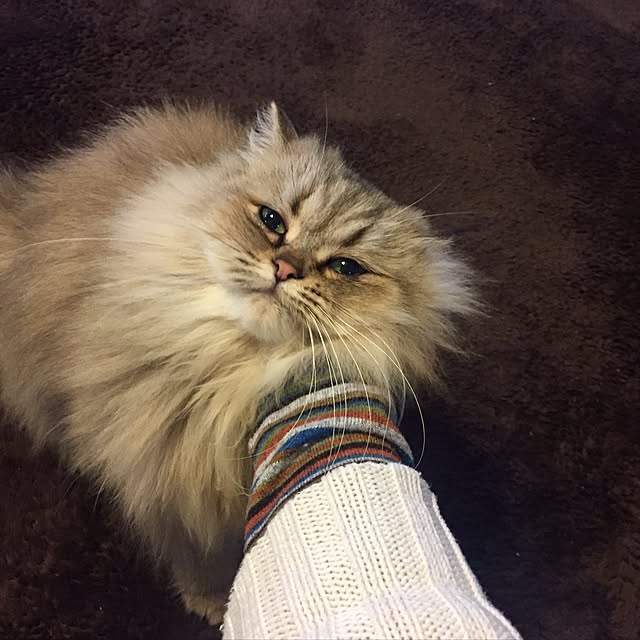 butachanさんの実例写真