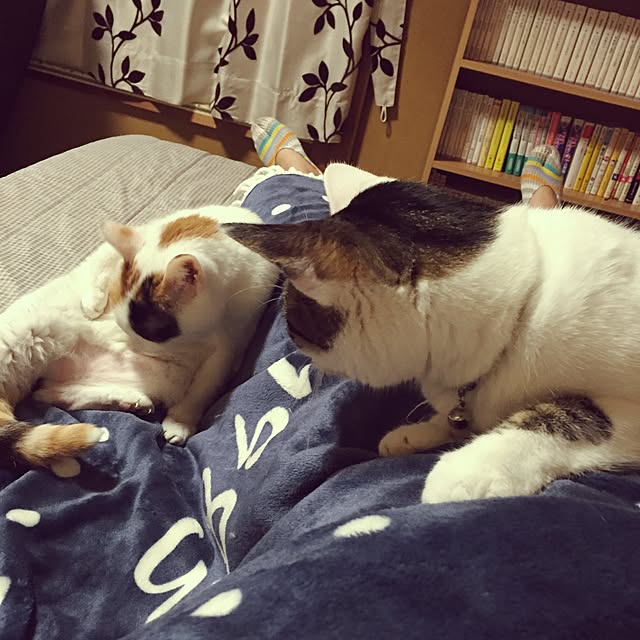 yocchiさんの実例写真