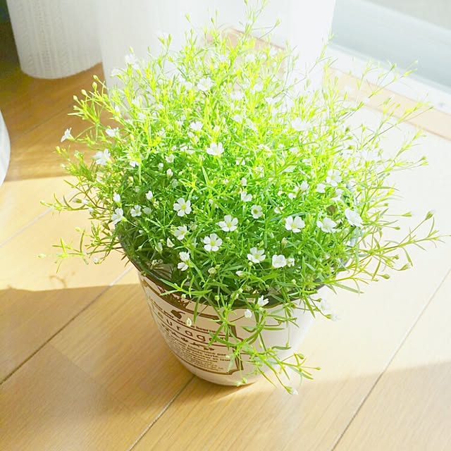 cccさんの実例写真