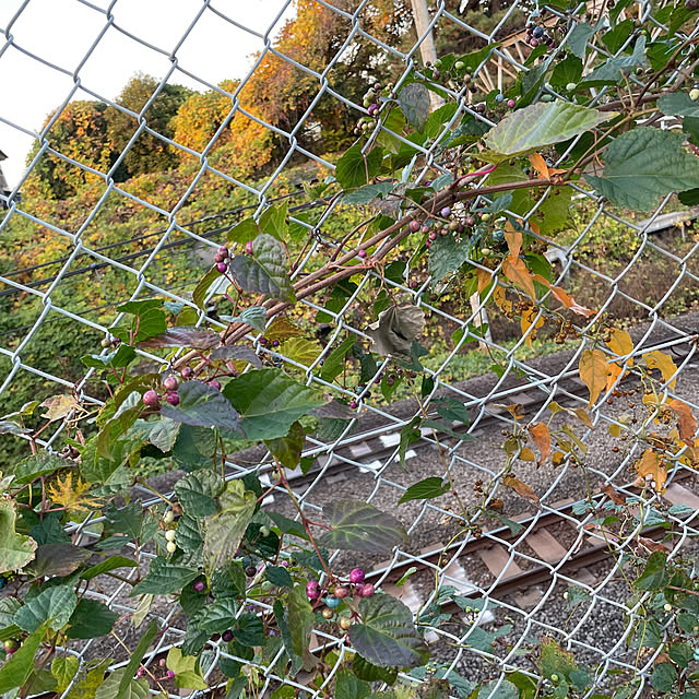 nukularaさんの部屋