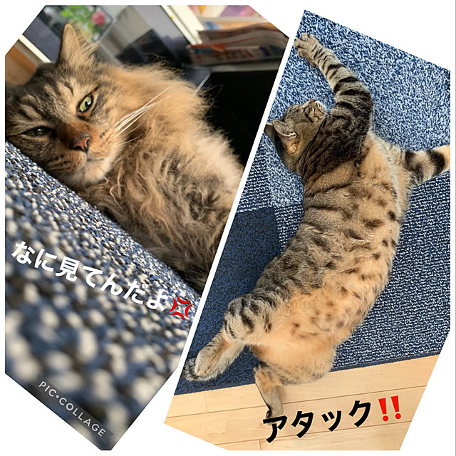 yukarin-gardenさんの実例写真