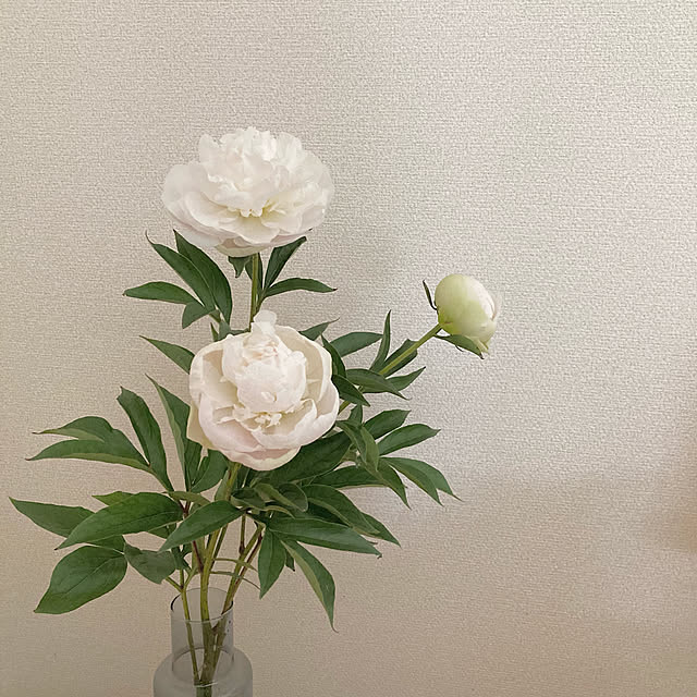 Cocoさんの実例写真