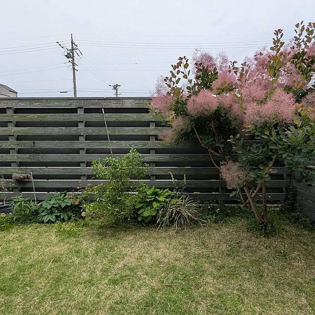部屋全体/スモークツリー/ガーデン/庭/春の花...などのインテリア実例 - 2025-05-22 08:32:20