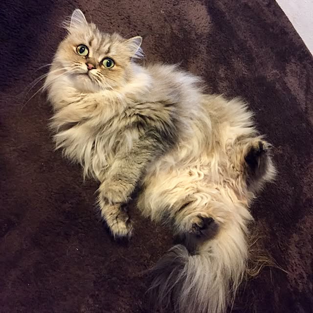 butachanさんの実例写真