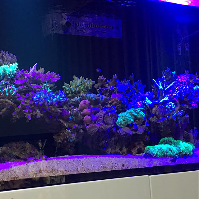 aquarium_seaさんの実例写真