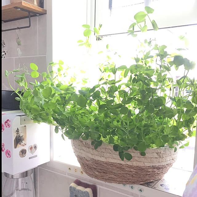 Tanukoさんの実例写真