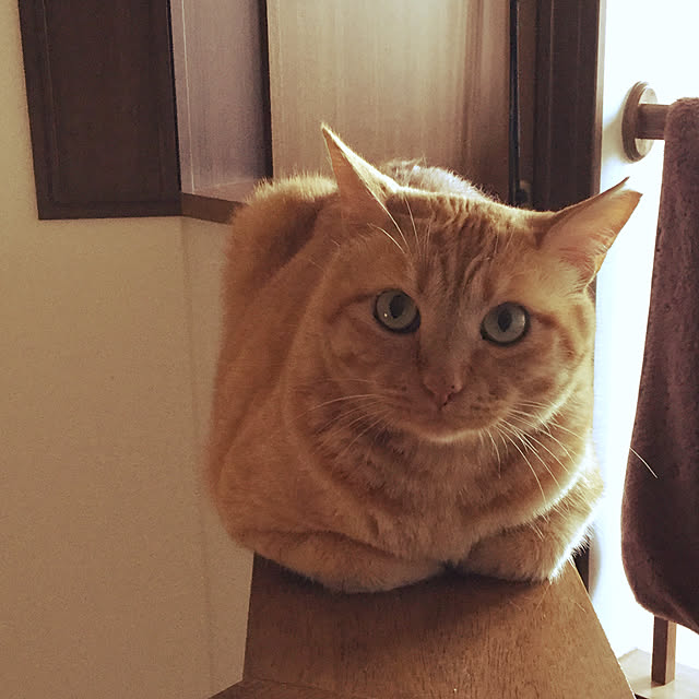 chikaさんの実例写真
