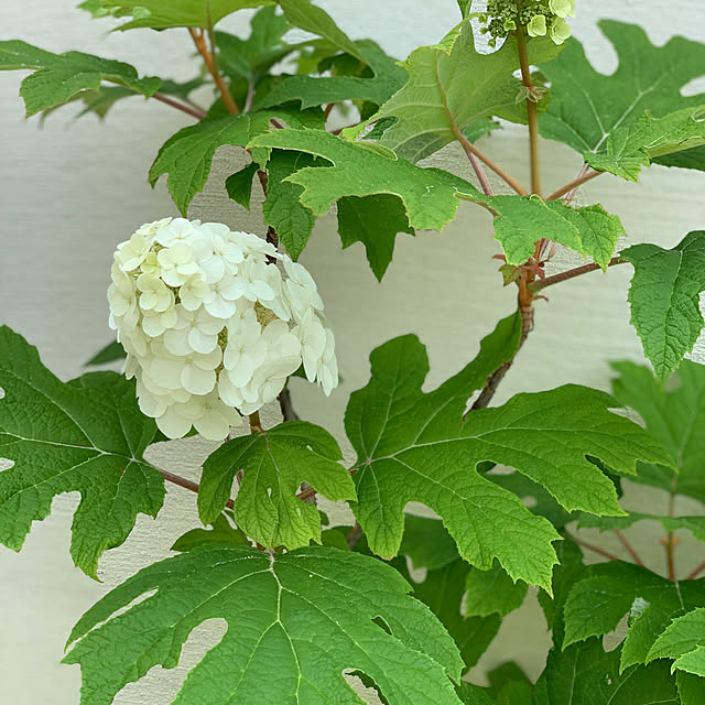 紫陽花/アジサイ/カシワバアジサイ/植物/庭...などのインテリア実例 - 2020-06-25 11:05:19