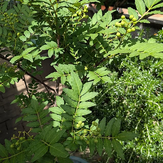 botanさんの部屋