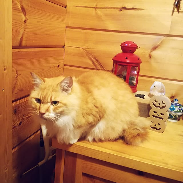 Maki-nekomamireさんの実例写真