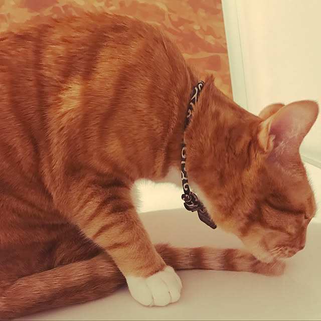 カラフルな部屋/ノーリツおそうじ浴槽/ノーリツの壁はバリエーションが豊富/猫と暮らす/猫...などのインテリア実例 - 2023-01-23 21:36:21