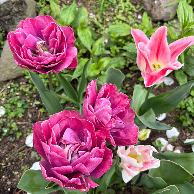 ChiCoさんの実例写真