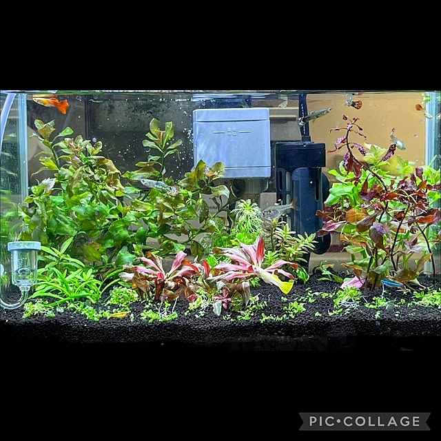 tomatopapaさんの部屋