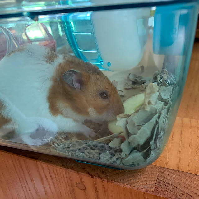 実例写真