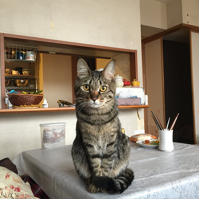 mayさんの実例写真