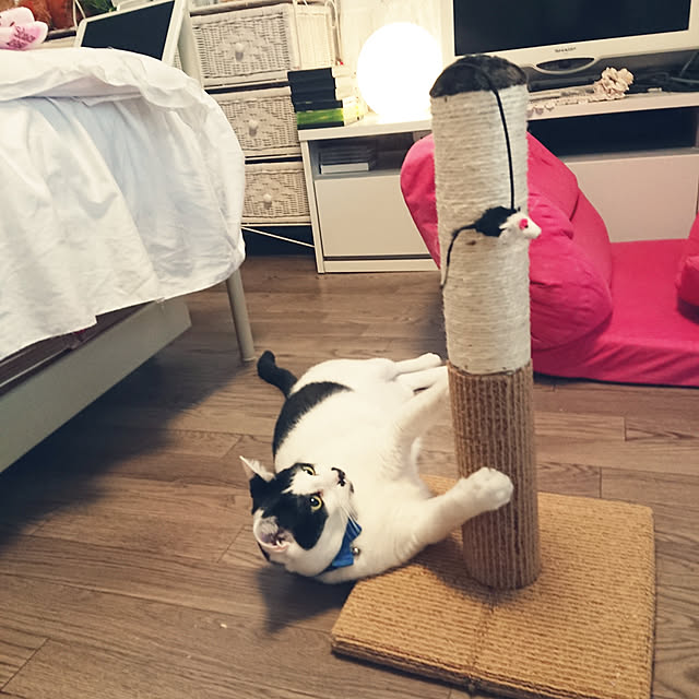 asuminさんの実例写真