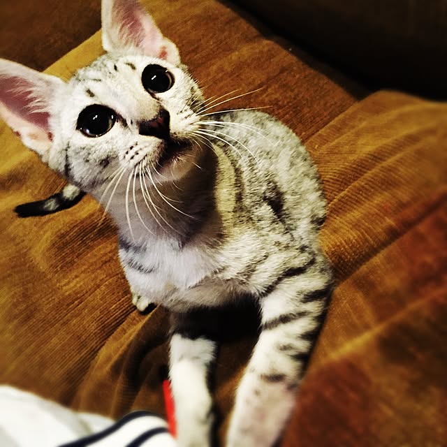 pepperさんの実例写真