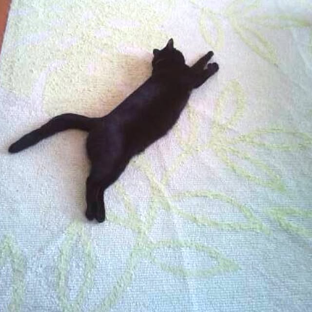 Gooさんの実例写真