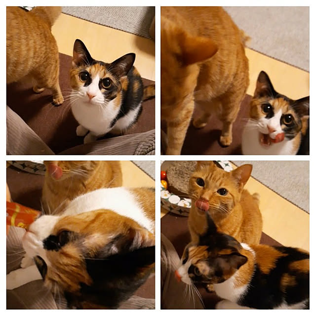 chisaviさんの実例写真
