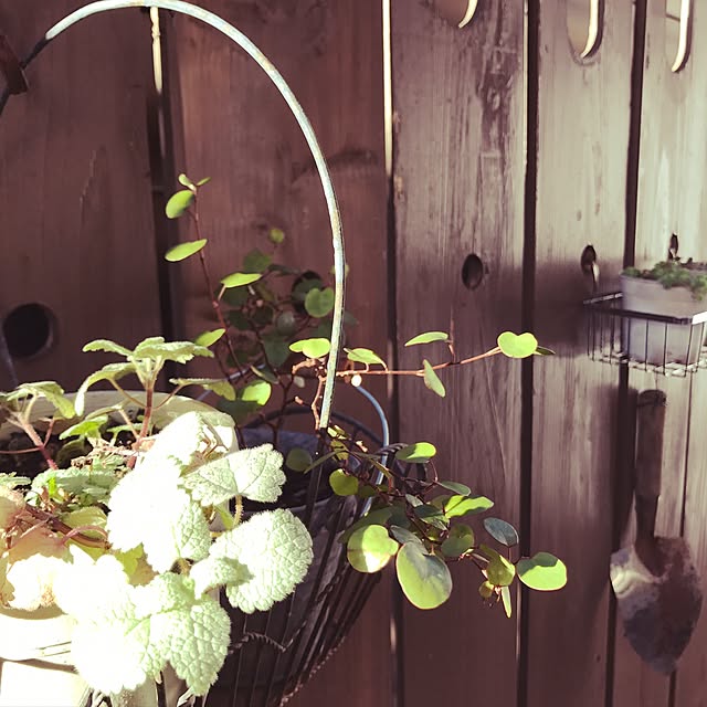 kokko3さんの実例写真